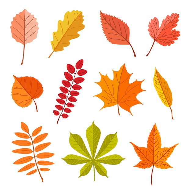 Free Vector | Fallen leaves of different trees vector illustrations set. forest foliage, dry green, yellow, brown, orange leaves isolated on white background. autumn or fall, nature, plants concept for decoration