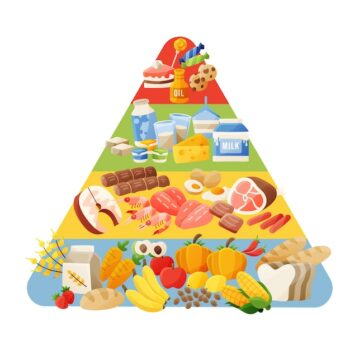 Free Vector | Food pyramid concept