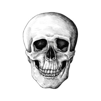 Free Vector | Hand drawn human skull isolated