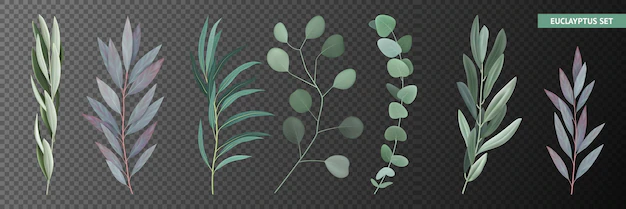 Free Vector | Icons set with realistic eucalyptus branches and leaves isolated on transparent background vector illustration