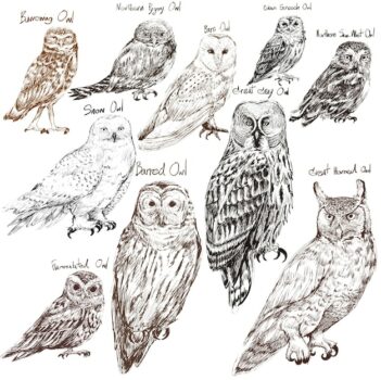Free Vector | Illustration drawing style of owl birds collection