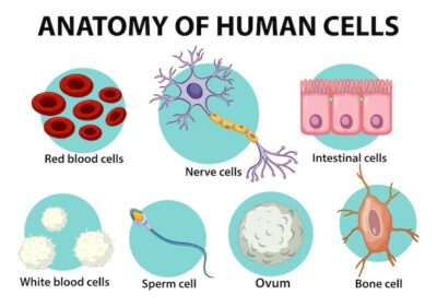 Free Vector | Information poster on human cells