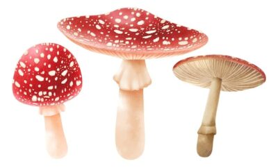 Free Vector | Mushroom illustration watercolor style collection