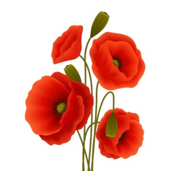 Free Vector | Poppy flower poster