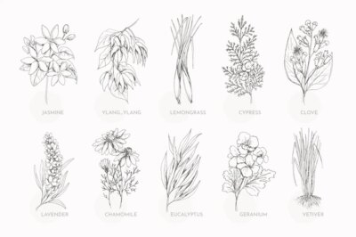 Free Vector | Realistic hand drawn essential oil herb collection