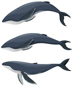 Free Vector | Set of humpback whale cartoon on white background