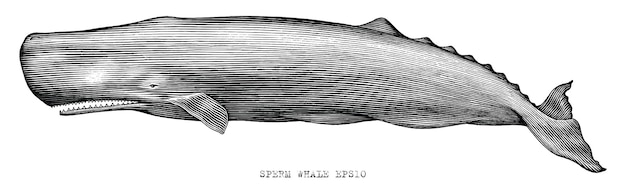 Free Vector | Sperm whale hand draw illustration vintage engraving style black and white clip art on white