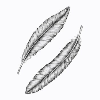 Free Vector | Two hand drawn feathers vector
