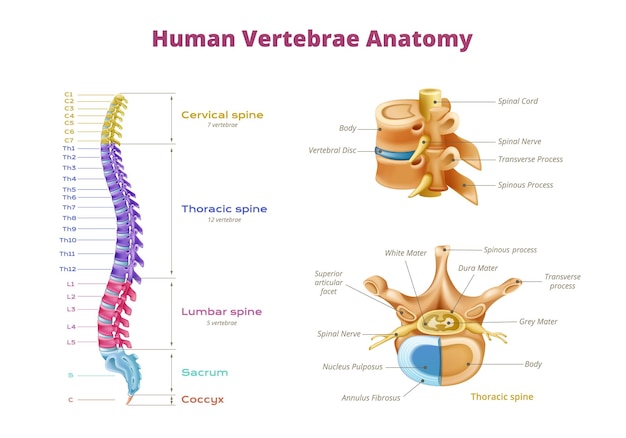 Free Vector | Vertebrae spinal cord anatomy infographics with color coded zones of spine and isolated spinal bone images vector illustration