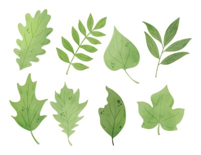 Free Vector | Watercolor green leaves pack