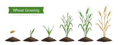 Free Vector | Wheat growing process, step by step