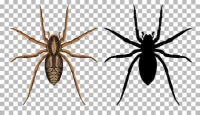 Free Vector | Wolf spider with its silhouette isolated on transparent background