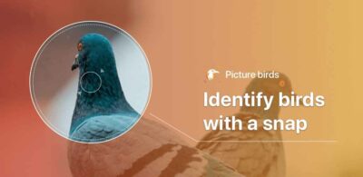 Picture Bird – Bird Identifier Mod Apk V2.9.4 (Premium Unlocked)