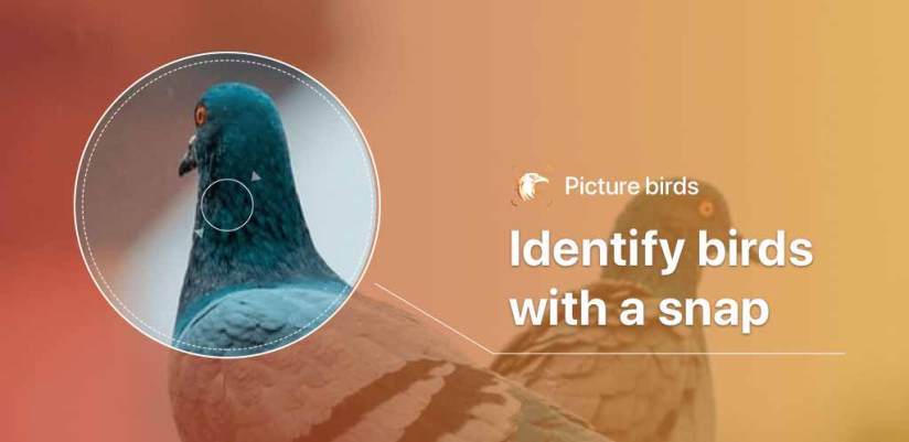 Picture Bird - Bird Identifier Apk,