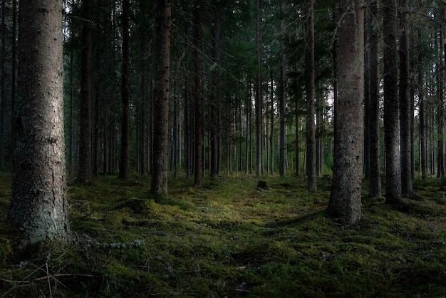 Free Photo | Beautiful shot of a forest with tall green trees