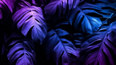 Free Photo | Neon tropical monstera leaf  banner