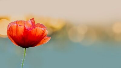 Free Photo | Red poppy flower at sunset in a summer field