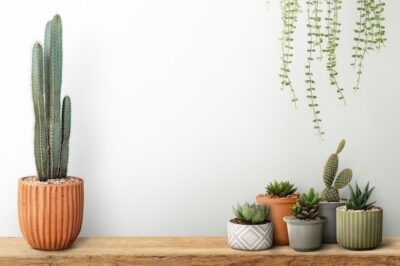 Free Photo | Small cacti with a white wall background