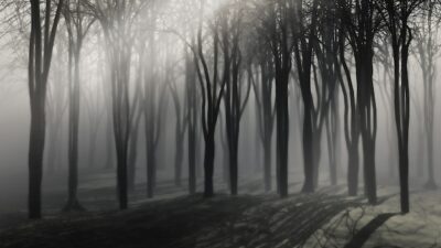 Free Photo | Spooky background of trees on a foggy night