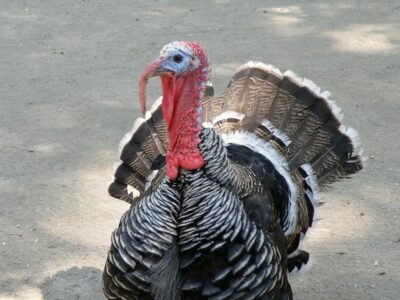 Free Photo | Wild turkey wandering about hoping to escape the dinner table.