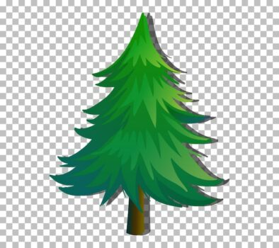 Free Vector | An evergreen tree on transparent background
