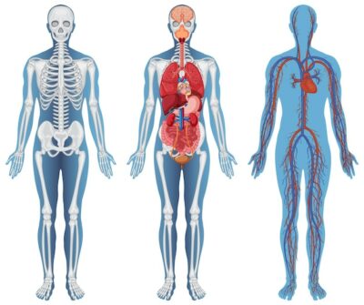 Free Vector | Anatomical structure human bodies