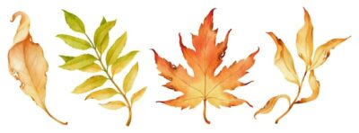 Free Vector | Autumn leaves watercolor illustration for decorative element