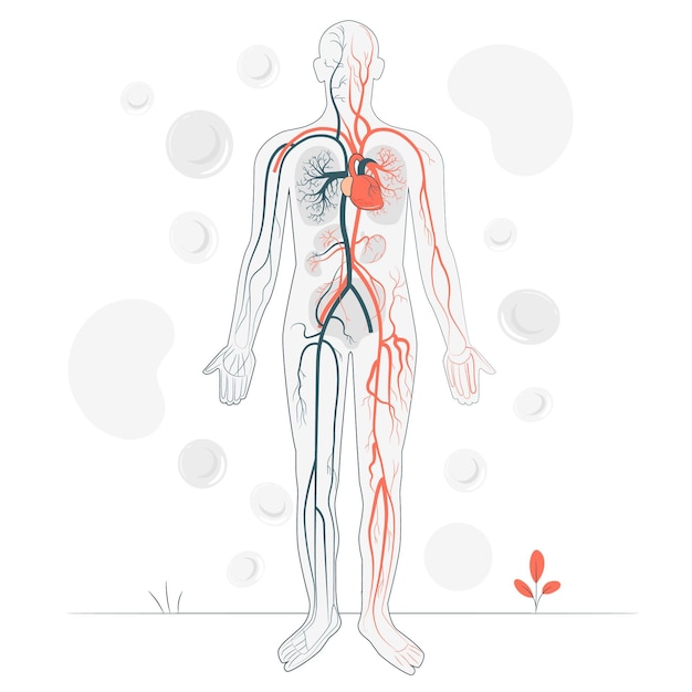 Free Vector | Circulatory system concept illustration