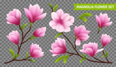 Free Vector | Colored and isolated realistic magnolia flower transparent icon set with branch on transparent