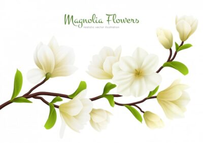 Free Vector | Colored realistic white magnolia flower composition with green calligraphy description