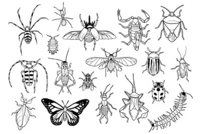 Free Vector | Doodle collection of bugs