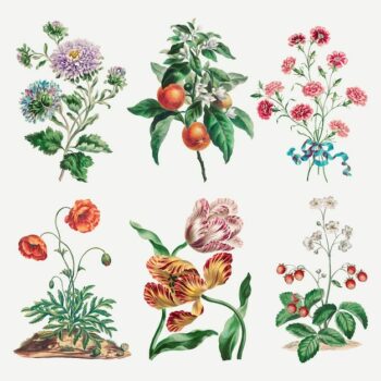 Free Vector | Flower vector vintage art print set, remixed from artworks by john edwards