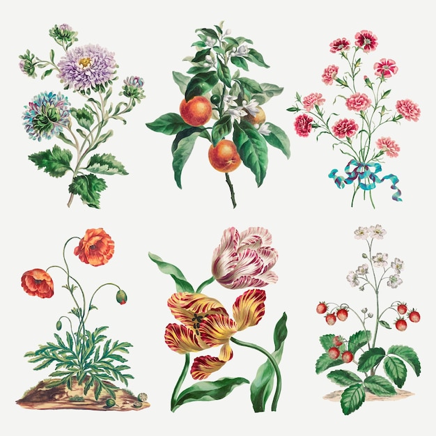 Free Vector | Flower vector vintage art print set, remixed from artworks by john edwards