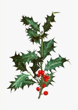 Free Vector | Holly branch