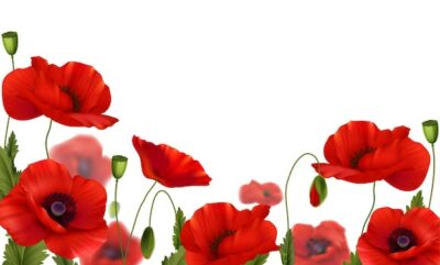 Free Vector | Red poppies flowers realistic composition