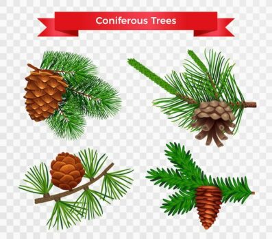 Free Vector | Set with pine tree cone isolated