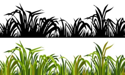 Free Vector | Silhouette grass weed marsh reeds cattail bulrush isolated border of swamp and exotic plants
