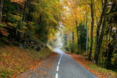 Free Photo | Beautiful scenery of a road in a forest with a lot of colorful autumn trees