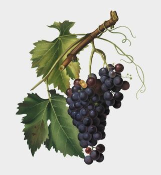 Free Vector | Black grape from pomona italiana illustration