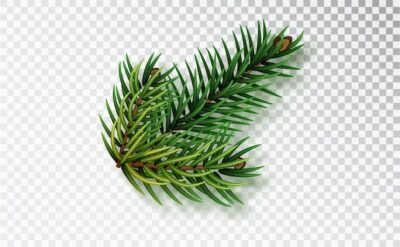 Free Vector | Christmas branch isolated on transparent background. realistic christmas tree