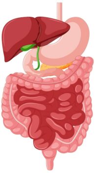 Free Vector | Gastrointestinal tract anatomy for education