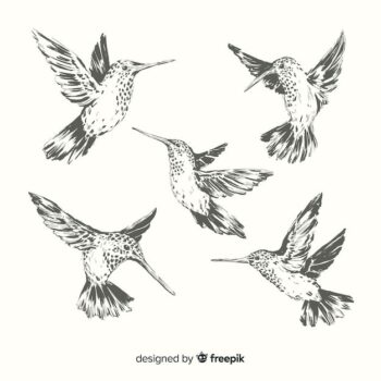 Free Vector | Hand drawn exotic bird collection
