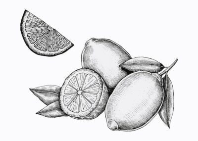 Free Vector | Hand drawn fresh lemons vector