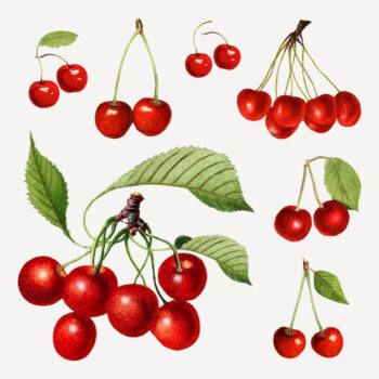 Free Vector | Hand drawn natural fresh red cherry set