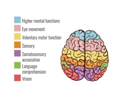 Free Vector | Human brain anatomy function area mind system infographic composition with text legend keys and colorful areas
