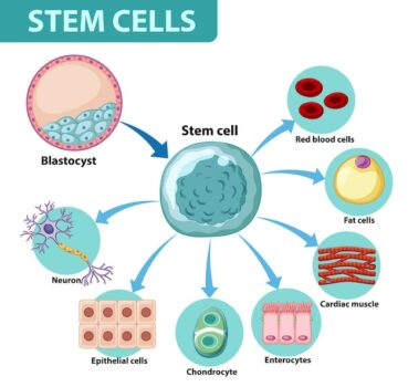 Free Vector | Information poster on human cells