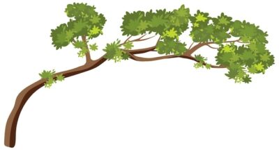 Free Vector | Isolated tree branch on white background