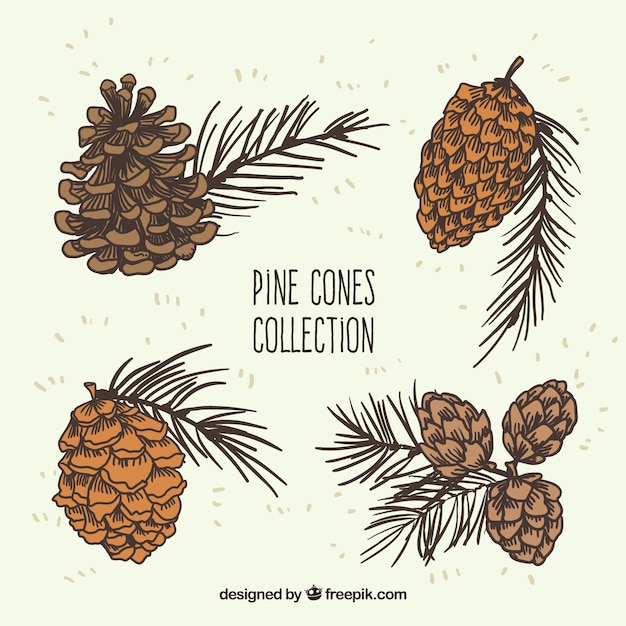 Free Vector | Pine cones illustration collection