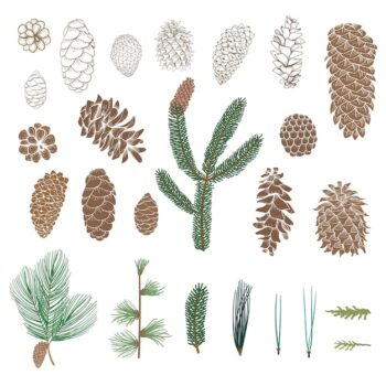 Free Vector | Pinecone collection