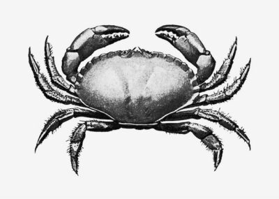 Free Vector | Vintage crab illustration